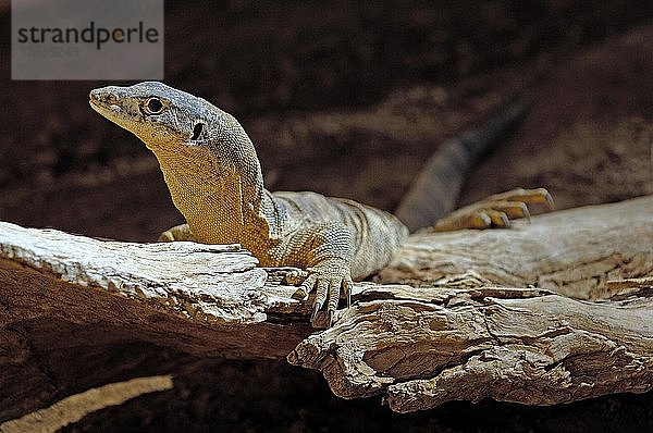 Spencer Waran  Varanus spenceri  Australien