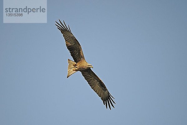 Schwarzmilan (Milvus migrans)  fliegend in der Abendsonne