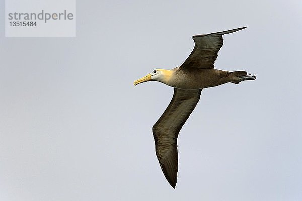 Galapagos-Albatros oder Wellenalbatros (Phoebastria irrorata)  im Flug  Insel Española  Galapagos-Inseln  UNESCO-Weltnaturerbe  Ecuador  Südamerika