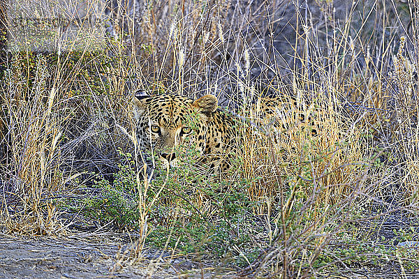 Leopard (Panthera pardus) beim Durchstreifen seines Territoriums  Region Khomas  Namibia  Afrika