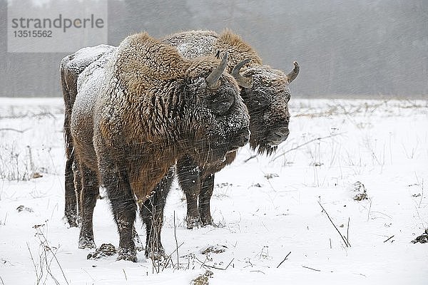 Europäische Wisente (Bison bonasus)  in einem starken Schneesturm