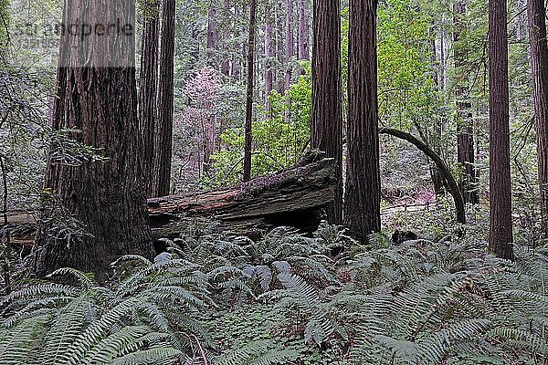 Vegetation und Küstenmammutbäume (Sequoia sempervirens)  Muir Woods National Park  Kalifornien  USA  Nordamerika