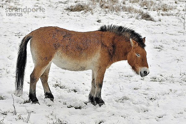 Przewalskipferd (Przewalskipferd)  auf winterlicher Wiese