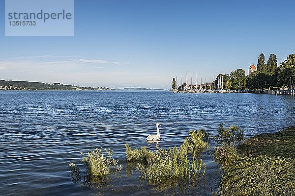 Der Uferbereich von Bodman mit Blick auf den Ueberlinger See  Bodenseeregion  Baden-Württemberg  Deutschland  Europa