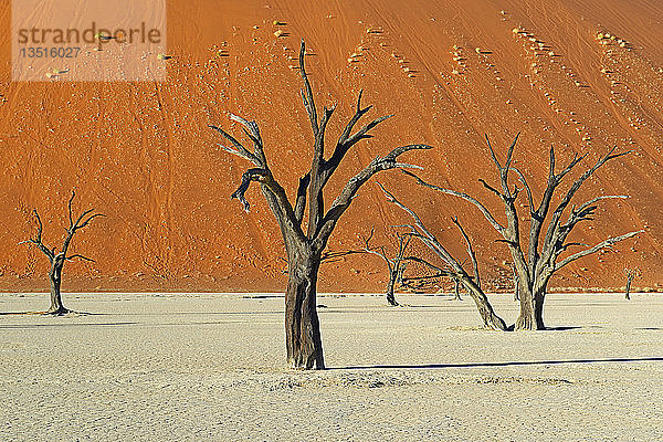 Tote Kameldorn- oder Giraffendornbäume (Acacia erioloba) im Abendlicht  Deadvlei  Sossusvlei  Namib-Naukluft Park  Namib-Wüste  Namibia  Afrika