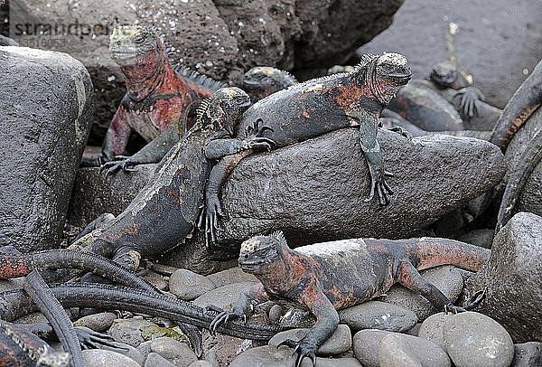 Meeresleguane (Amblyrhynchus cristatus)  Unterart der Insel Española  Galapagos-Inseln  UNESCO-Weltnaturerbe  Ecuador  Südamerika