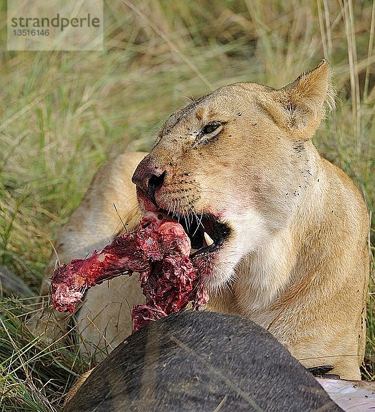 Löwe (Panthera leo) bei der Fütterung eines gefangenen Streifengnus (Connochaetes taurinus)  Masai Mara  Kenia  Ostafrika  Afrika