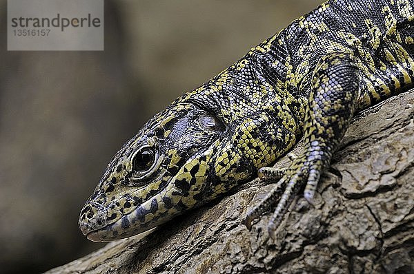 Tubinambis merianae  Pantanal  Brasilien