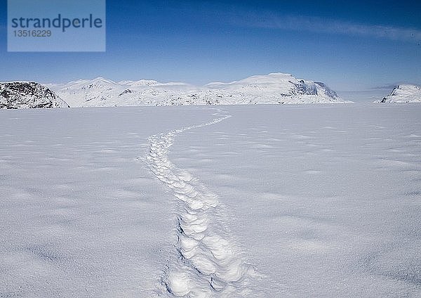 Eisbärenspuren führen über einen gefrorenen Fjord auf ferne Berge zu  Baffin Island  Nunavut  Kanada  Nordamerika