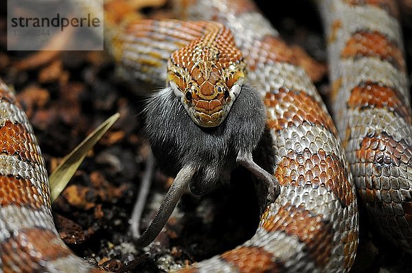 Kornnatter oder Rote Schlingnatter (Pantherophis guttatus  Elaphe guttata guttata) beim Fressen einer Maus