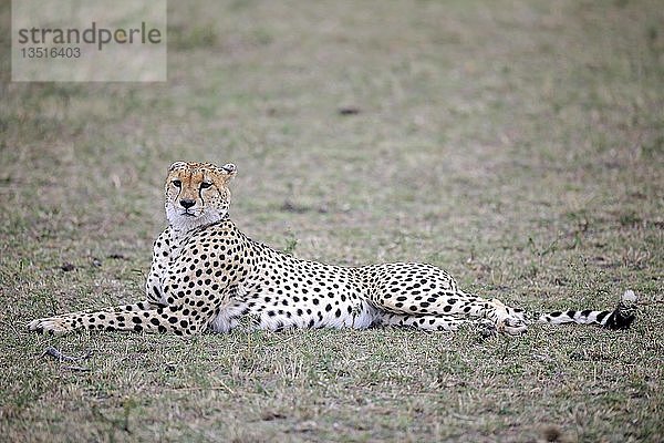 Gepard (Acinonyx jubatus) beim Entspannen im Gras  Maasai Mara National Reserve  Kenia  Ostafrika  Afrika