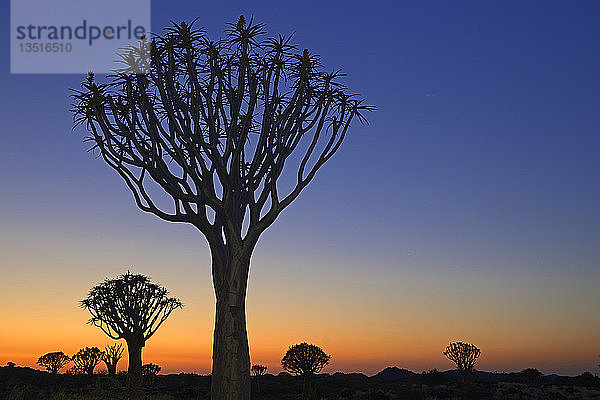 Köcherbäume oder Kokerbooms (Aloe dichotoma) bei Sonnenuntergang  Keetmanshoop  Karas Region  Namibia  Afrika