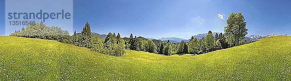 Grüne Wiese und Bäume auf dem Eckbauer Berg  Eckbauer  Garmisch-Partenkirchen  Oberbayern  Bayern  Deutschland  Europa