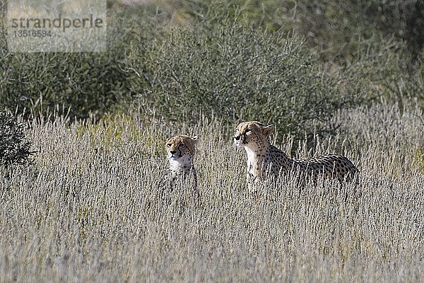 Geparden (Acinonyx jubatus) beobachten die Umgebung  wachsam  Kgalagadi Transfrontier Park  Nordkap  Südafrika  Afrika