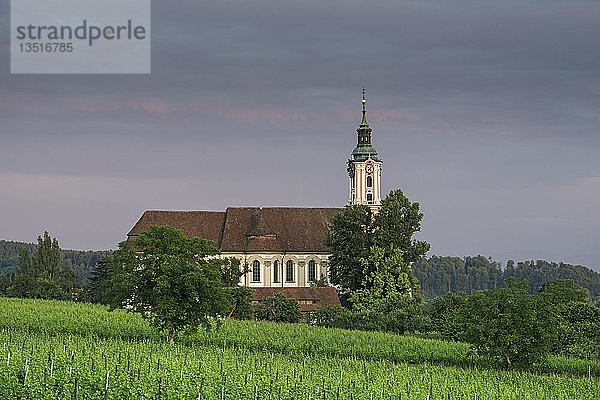 Die barocke Wallfahrtskirche Birnau am Bodensee  Abendlicht  Reben im Vordergrund  Bodenseeregion  Baden-Württemberg  Deutschland  Europa