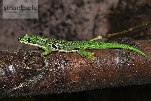 Pfauenaugen-Taggecko (Phelsuma quadriocellata quadriocellata)  im Terrarium  Männchen  Ranomafana-Nationalpark  Madagaskar  Afrika