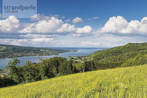 Blick über eine Sommerwiese bei Klingenzell zum westlichen Ende des Bodensees  Halbinsel Höri  links  Kanton Thurgau  Schweiz  Europa