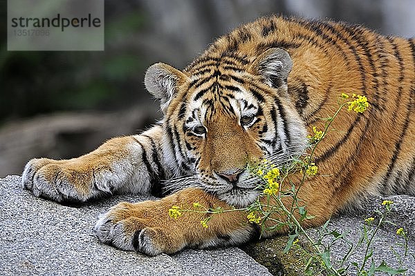 Junger Amur- oder Sibirischer Tiger (Panthera tigris altaica)  schnuppert an einer Pflanze