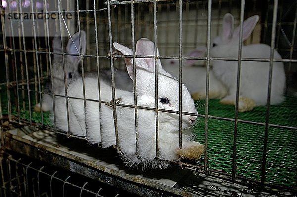 Kaninchen zum Verkauf auf dem Chatuchak-Markt in Bangkok  Thailand