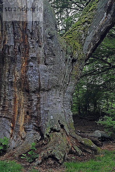 Ca. 800 Jahre alte Buche (Fagus)  Urwald von Sababurg  Hessen  Deutschland  Europa