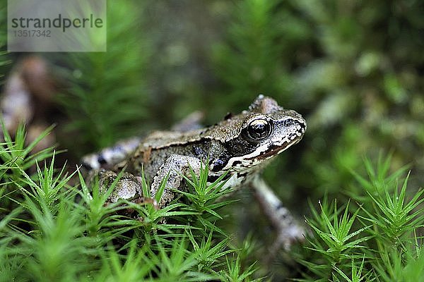 Moorfrosch (Rana arvalis) sitzend im Moos