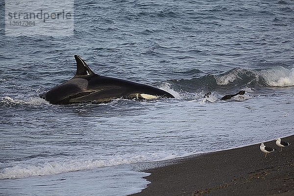 Orca (Orcinus orca) greift Seelöwenjunge (Otaria flavescens) am Strand an  Mirador  Punta Norte  Peninsula Valdés  Chubut  Patagonien  Argentinien  Südamerika