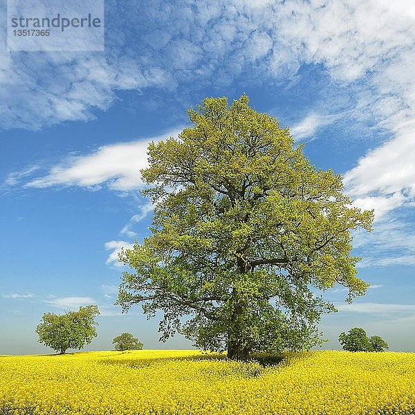 Blühendes Rapsfeld mit alten Solitär-Eichen  blauer Himmel mit Schönwetterwolken  Mecklenburgische Schweiz  Mecklenburg-Vorpommern  Deutschland  Europa