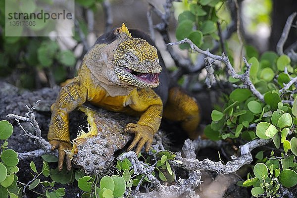 Galapagos-Landleguan (Conolophus subcristatus)  Unterart der Insel Plaza Sur  frisst ein Blatt des Galápagos-Feigenkaktus (Opuntia echios)  Galapagos-Inseln  UNESCO-Welterbe  Ecuador  Südamerika