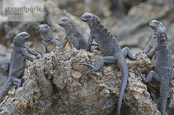 Meeresleguane (Amblyrhynchus cristatus)  Unterart der Insel Isabela  Puerto Villamil  Galapagos-Inseln  UNESCO-Weltnaturerbe  Ecuador  Südamerika