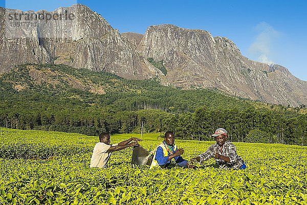 Teepflückerinnen auf einer Teeplantage am Berg Mulanje  Malawi  Afrika