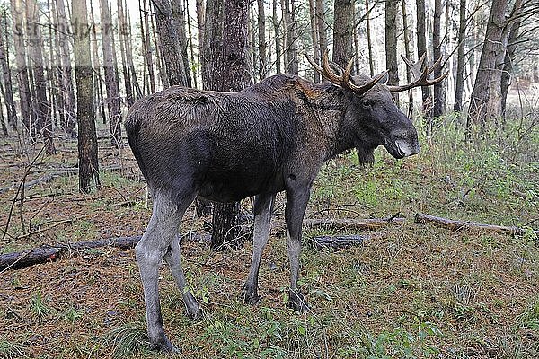 Elch (Alces alces) in natürlicher Umgebung