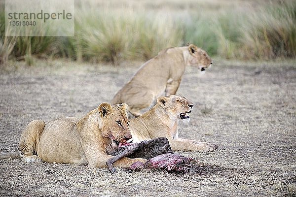Löwen (Panthera leo)  Löwenfamilie frisst ein gefangenes Gnu  Masai Mara  Kenia  Ostafrika  Afrika