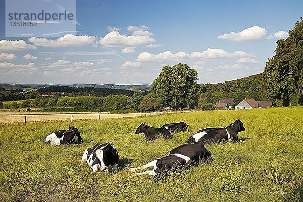 Kühe auf der Weide in der Elfringhauser Schweiz  Hattingen  Ruhrgebiet  Nordrhein-Westfalen  Deutschland  Europa
