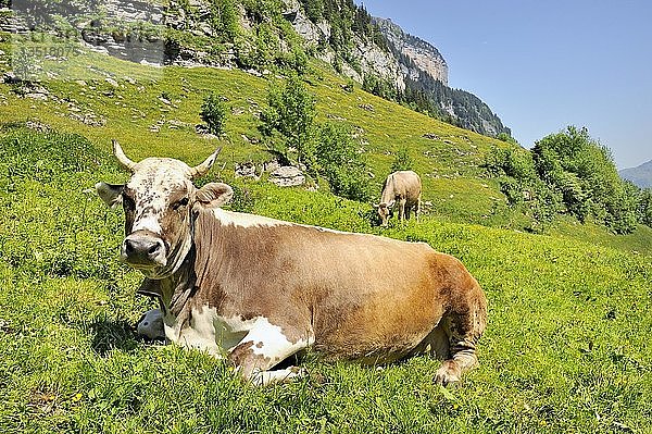 Weibliches Hausrind  Milchkuh auf einer Bergweide in den Appenzeller Alpen  Kanton Appenzell Innerrhoden  Schweiz  Europa