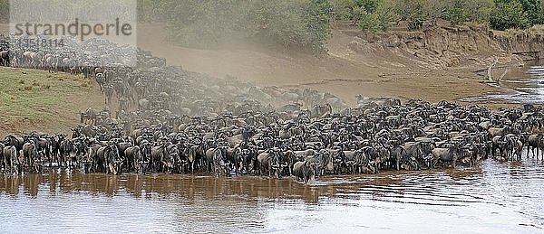Gnu (Connochaetes taurinus)  Gnuwanderung  Gnus drängeln sich am Ufer des Mara-Flusses  Masai Mara  Ostafrika  Afrika