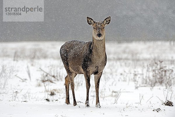 Rothirsch  Hirsch (Cervus elaphus)  während eines starken Schneesturms