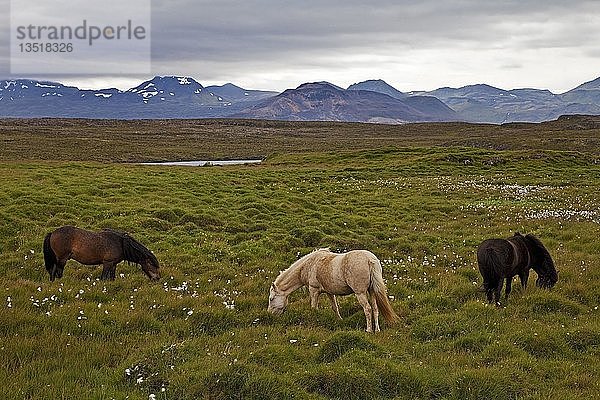 Islandpferde (Equus ferus caballus) in grüner Landschaft  Stykkishólmur  Snæfellsnes  Westisland  Island  Europa