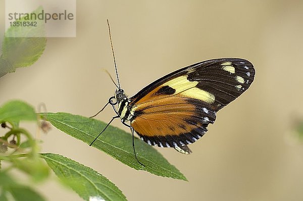 Schmetterling  Helioconius hecale  Ecuador  Südamerika