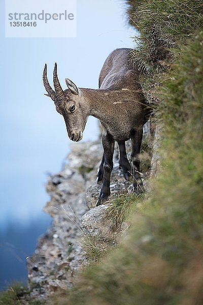 Alpensteinbock (Capra ibex) auf einem Hang  Niederhorn  Schweiz  Europa