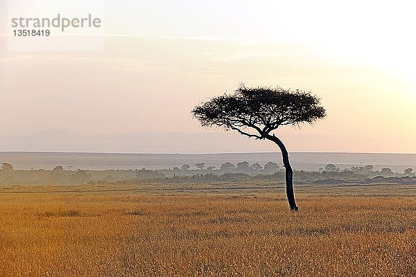 Schirmdorn-Akazie (Umbrella thorn acacia tortilis)  früher Morgen  Masai Mara  Kenia  Afrika
