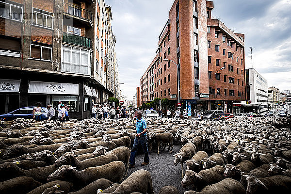 Eine große Schafherde zieht durch die Straßen der Stadt Soria während der Transhumanz  Kastilien und León  Spanien  Europa