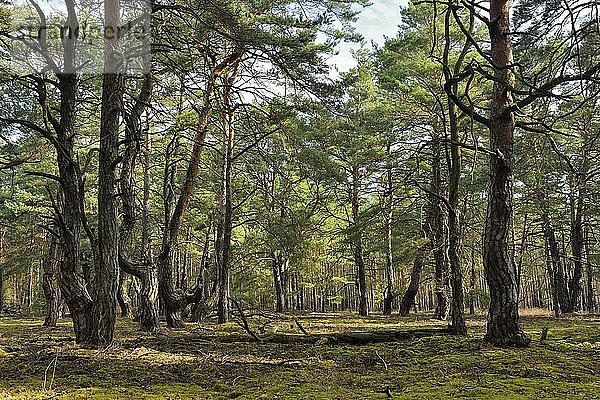 Kiefernwald (Pinus)  Relikt eines naturnahen Waldes  Brandenburg  Deutschland  Europa