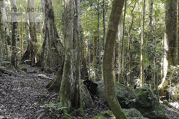 Typische Pfahlwurzeln alter Waldriesen im Lamington National Park  Australien  Ozeanien