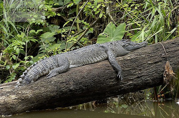 Krokodil  Krokodilus siamensis im Khao-Yai-Nationalpark  thailand