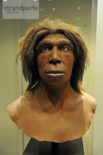 Büste eines Neandertalers  Museum für Naturkunde  Naturkundemuseum  Berlin  Deutschland  Europa