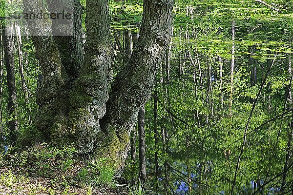 Stamm einer alten Hainbuche (Carpinus betulus)  im Sumpfgebiet des Briesetals  bei Berlin  Deutschland  Europa