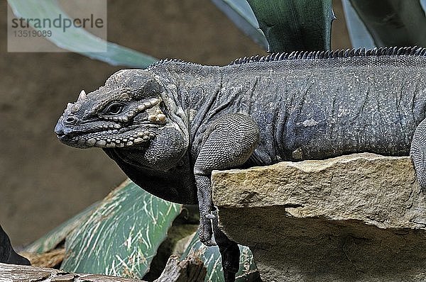 Nashornleguan (Cyclura cornuta)  bedrohte Art