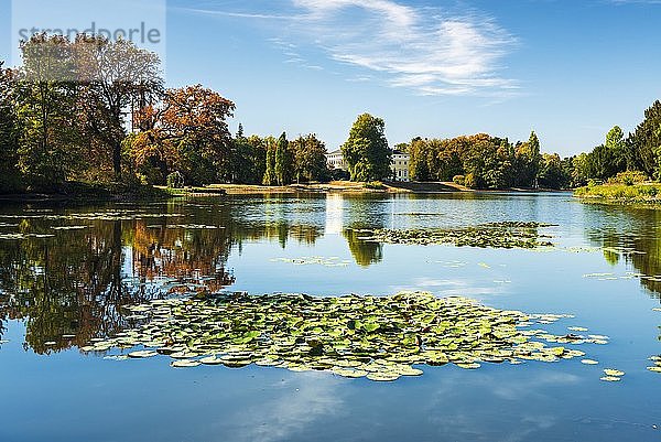 Herbst im Wörlitzer Park  See mit Seerosen  Gartenreich Dessau-Wörlitz  Wörlitz  Sachsen-Anhalt  Deutschland  Europa
