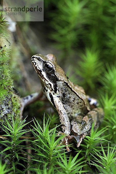 Moorfrosch (Rana arvalis) sitzend im Moos