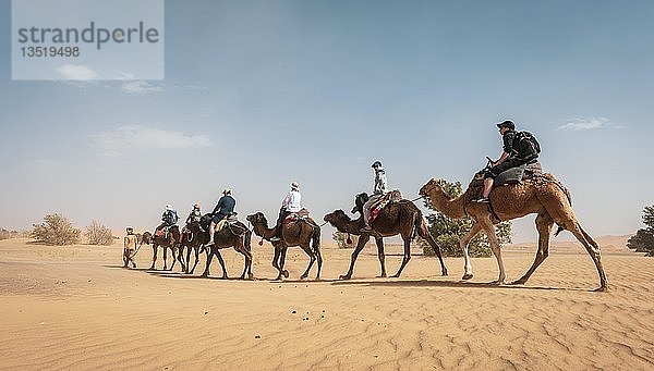 Karawane mit Dromedaren (Camelus dromedarius)  Sanddünen in der Wüste  Erg Chebbi  Merzouga  Sahara  Marokko  Afrika